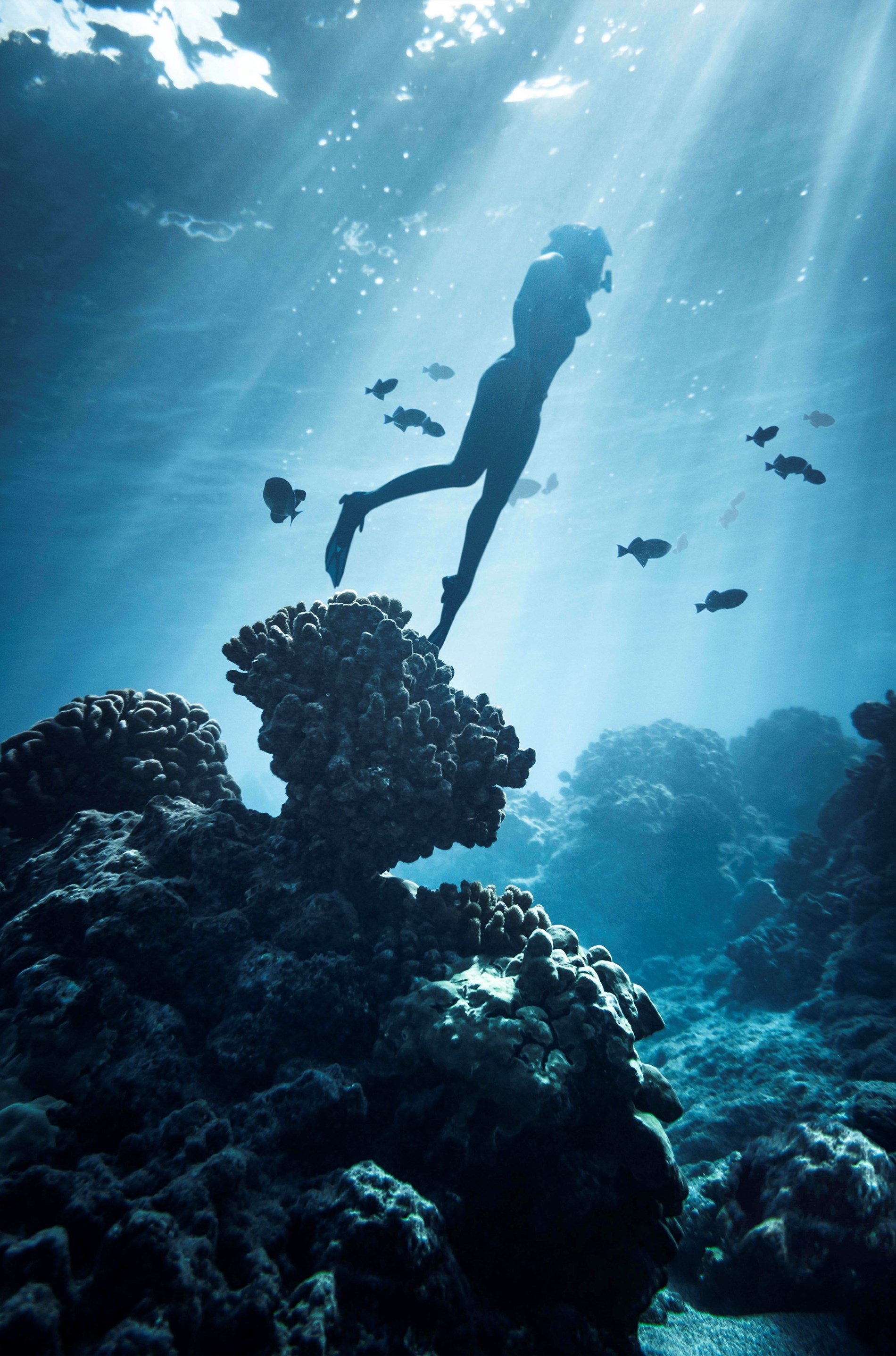 plong&eacute;e-image